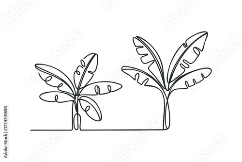 Two banana trees drawn in continuous line style