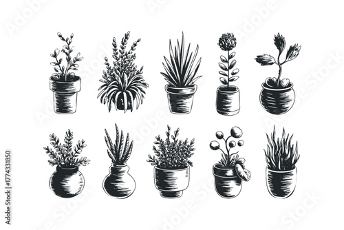 Set of sketched potted plants on white background