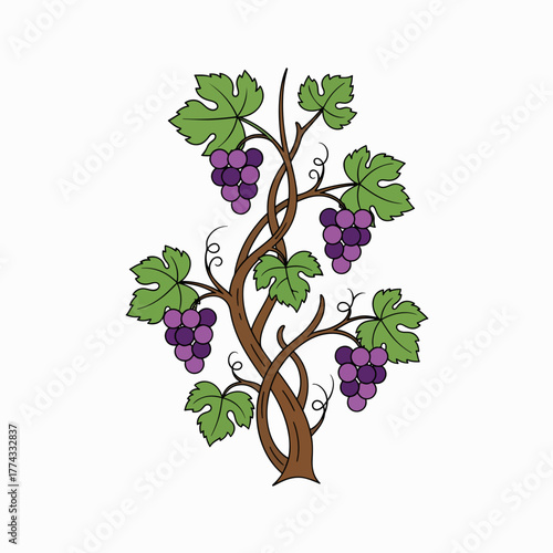 A drawing of a grapevine with purple grapes and green leaves. Biblical symbol of the vine and branches. Christian religious art isolated on a white background