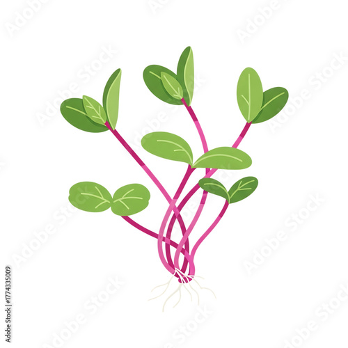 Illustration of a microgreen plant with pink stems and green leaves isolated on transparent background