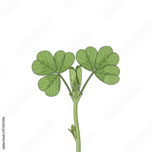 Green clover plant with four leaves isolated on transparent background