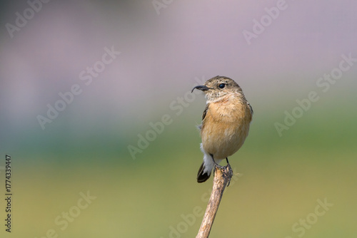 A Siberian Stonechat (Saxicola maurus) perched on a dry twig at Bhigwan, Maharashtra, India, against a soft green background.