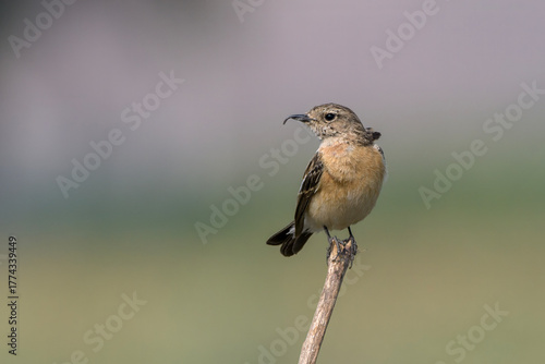 A Siberian Stonechat (Saxicola maurus) perched on a dry twig at Bhigwan, Maharashtra, India, against a soft green background.