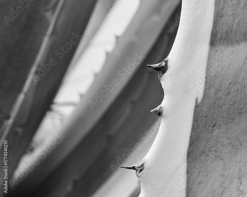 Canvas-taulu detail of thorns on an agave leaf.