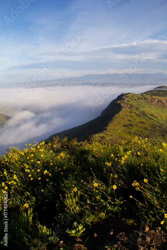 Wildflowers overlooking mountain ridge and dense morning valley fog