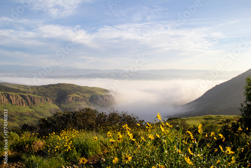 Vibrant wildflowers overlooking fog-filled mountain valley