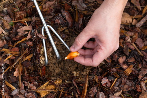Wallpaper Mural planting tulip bulbs, landscape design Torontodigital.ca