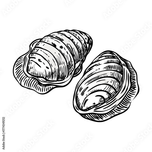 Hand Drawn Oyster Shells Engraving Style Vector Illustration