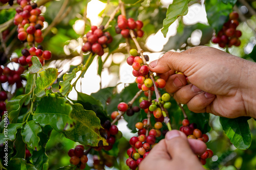 A close-up of hands harvesting red and green coffee cherries on a tree, showing organic farming and natural agriculture.