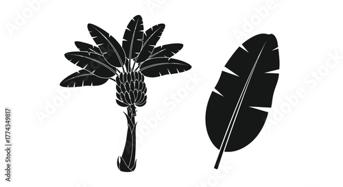 Black and white illustration of tropical banana leaves and a single feather