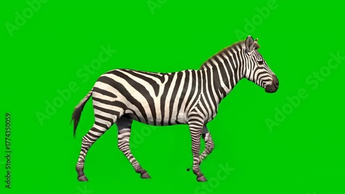 African Zebra Walking Isolated on Green Screen for Easy Chroma Key Compositing