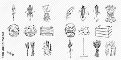 Hand-drawn vintage style illustrations of harvest elements including corn, wheat, baskets of fruit, wooden crates, and farm tools on a transparent background.