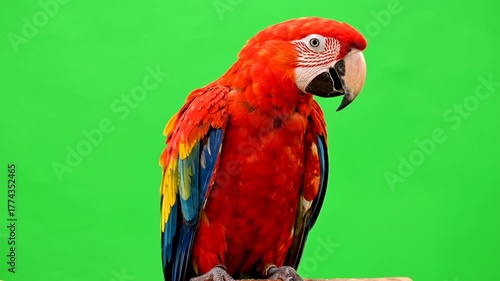 Vibrant Scarlet Macaw Parrot Perched on a Branch Against Green Screen Background
