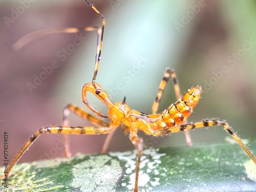 Bilde på lerret Close up of assassin bug,assassin bug (zelus),assassin bug perches on a tree bra