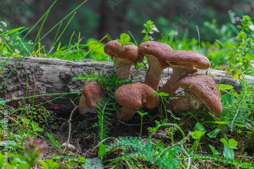 Dark honey fungus (Armillaria ostoyae)