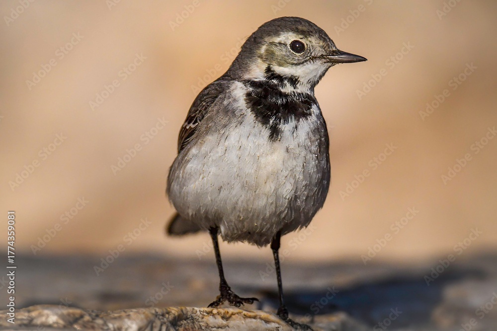 Fototapeta premium High resolution close up image of a single mature wagtail bird in the wild posing for the camera- Israel