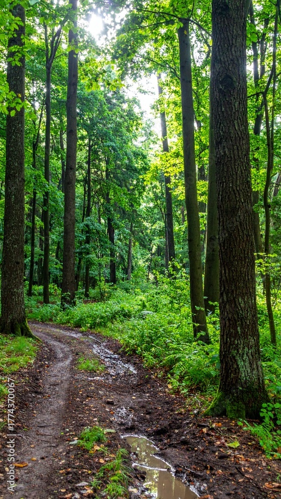Fototapeta premium Forest with patches of bare soil between tree trunks after recent light rain in early summer morning