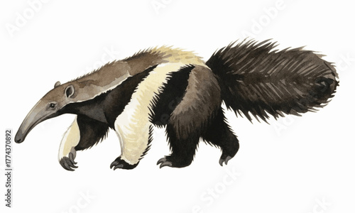 Long Snout Animal Giant Anteater isolated watercolor vector illustration svg