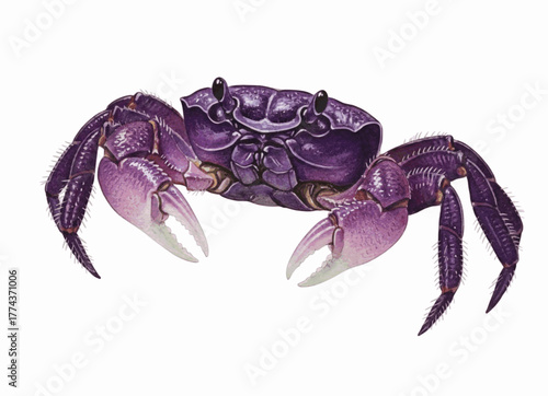Land Crab Painting Purple Land Crab isolated watercolor vector illustration svg