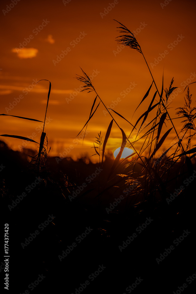 Obraz premium sunset in the field