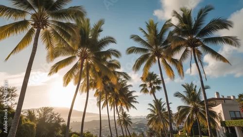 Coco Palms Swaying Beneath a Radiant Afternoon Sky in Luxurious Beverly Hills, Los Angeles