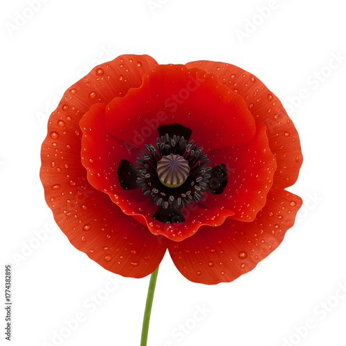 Vibrant Red Poppy with Dew Drops