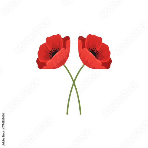 Two Red Poppies Crossed Stems