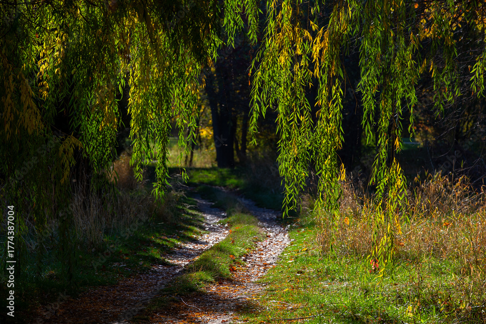 Fototapeta premium Golden autumn at the golf club