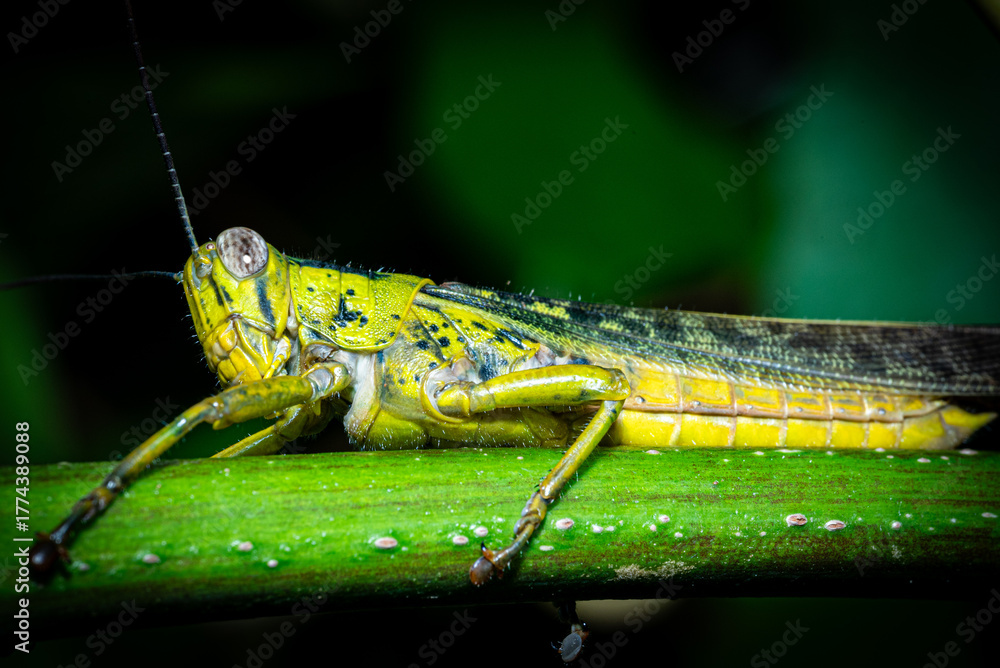 Fototapeta premium A green grasshopper is sitting on a tree branch
