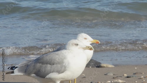 Close-up shot of a pair of majestic gulls resting on the shore near the waterline. The rhythmic motion of the clear blue-green water and white foam provides a peaceful atmosphere.