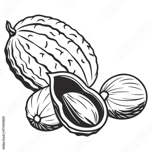hand drawn vector illustration of ripe plums
