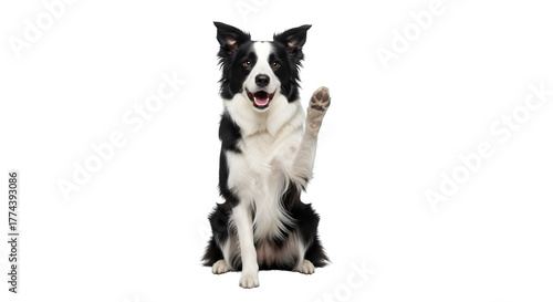 Animated black and white Border Collie raising paw on a black background, for pet photography, branding.
