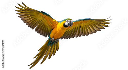 Vivid Parrot Flies, Wings Spread on Black. Stock resource for wildlife documentaries, exotic pet promotions, avian conservation campaigns.