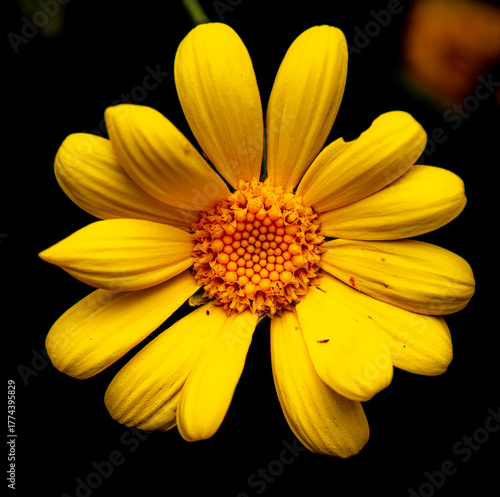 yellow flower