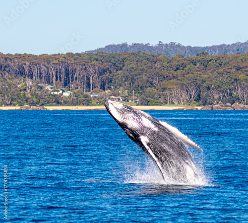 humpback whale breach
