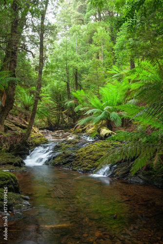 Arthur River am Philosopher Falls im tiefgrünen Wald mit Myrtle Bäumen und Farnen in Tasmanien.