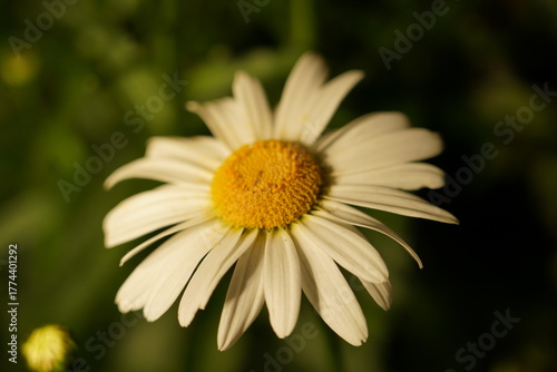 white daisy elongated petals golden center glowing dark backdrop