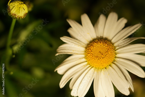white daisy elongated petals golden center glowing dark backdrop