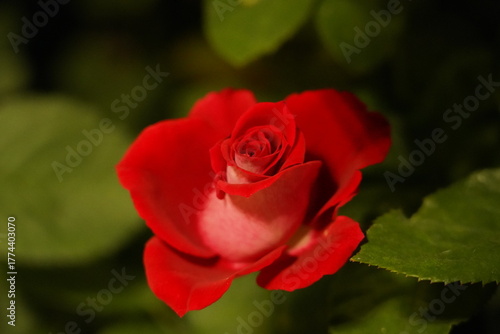dark red roses with layered petals add elegance to gardens and bouquets