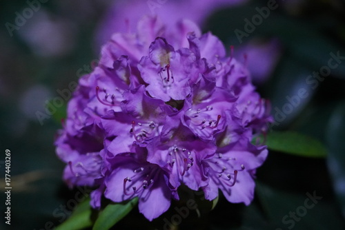 rhododendrons bloom in large colorful clusters with lush foliage