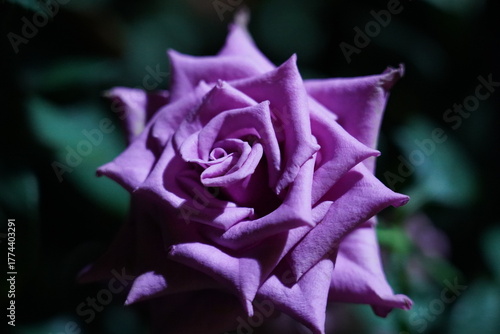 purple rose tightly curled petals sculptural depth dark backdrop bloom