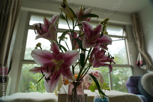 oriental hybrid lilies bloom with pink petals and sweet fragrance