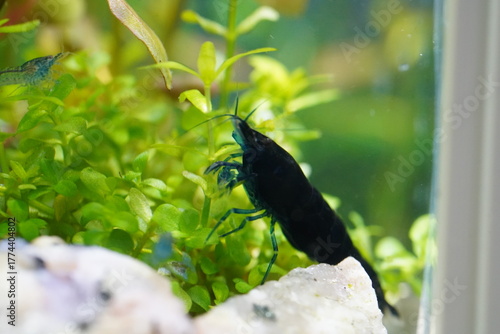 blue diamond shrimp bring deep color to peaceful aquariums