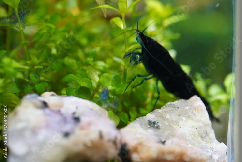blue diamond shrimp bring deep color to peaceful aquariums