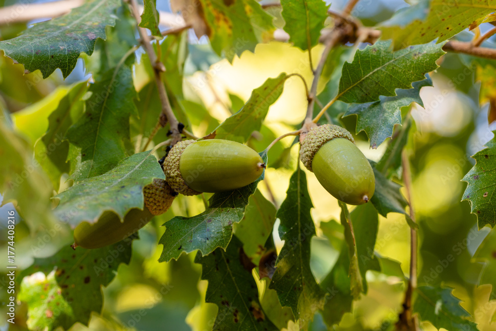 Obraz premium Foliage and acorns of Quercus faginea. Photo taken in Madrid Province, Spain.