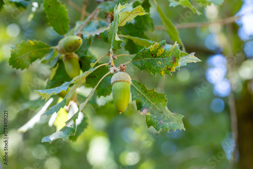 Foto Foliage and acorns of Quercus faginea