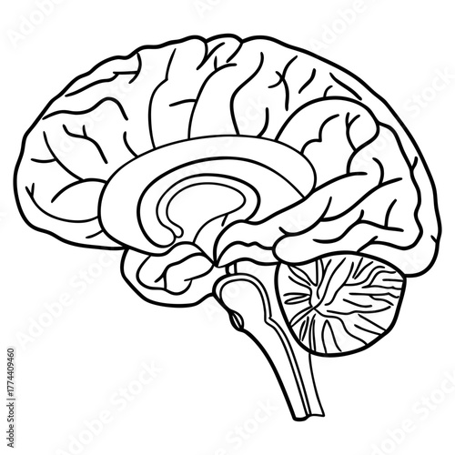Human Brain Line Art Vector. Minimalist Anatomy Illustration. Medical and Science Concept Design.