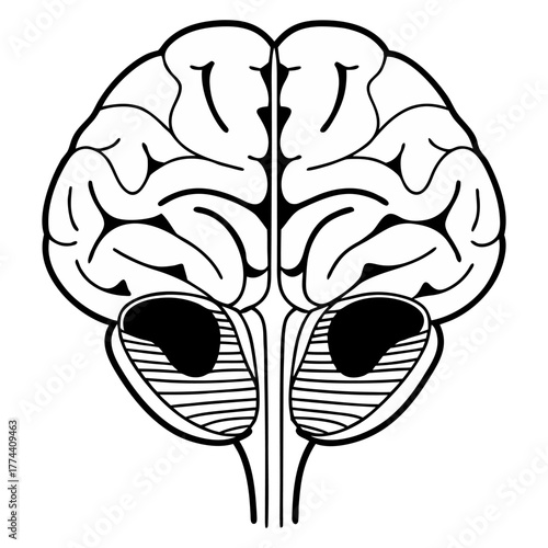 Human Brain Line Art Vector. Minimalist Anatomy Illustration. Medical and Science Concept Design.