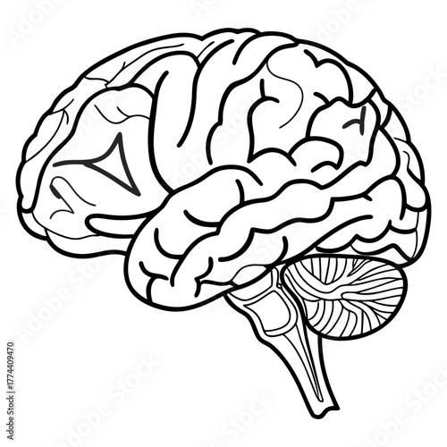 Human Brain Line Art Vector. Minimalist Anatomy Illustration. Medical and Science Concept Design.