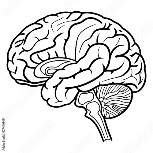 Human Brain Line Art Vector. Minimalist Anatomy Illustration. Medical and Science Concept Design.